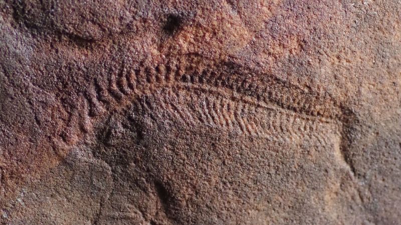 Earliest example of right-handedness found in Australian fossils