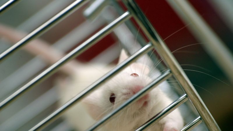 The push to end animal testing is gaining steam, but technology can’t fill the gap yet