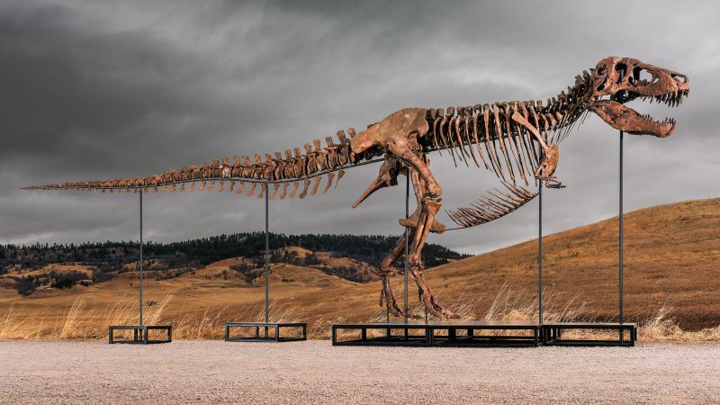 A T. rex fossil may set a sales record. But will science lose?