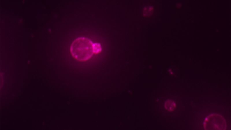 Scientists say they have made a cell from scratch for first time