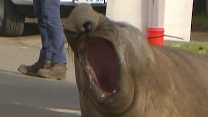 ‘Neil the seal’ takes over Tasmanian towns - CNN
